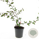 Cotoneaster sal. 'Herbstfeuer' GM C1.3