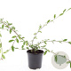 Cotoneaster sal. 'Herbstfeuer' GM C1.3
