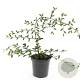 Cotoneaster sal. 'Parkteppich' GM C1.3