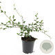 Cotoneaster sal. 'Parkteppich' GM C1.3