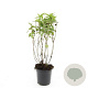 Diervilla lonicera 'Dilon' GM C1.3