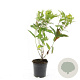 Diervilla lonicera 'Dilon' GM C1.3