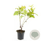 Physocarpus opulif. 'Dart's Gold' GM C1.3