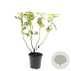 Physocarpus opulif. 'Dart's Gold' GM C1.3