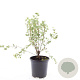 Potentilla f. 'Maanelys' GM C1.3