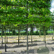 Quercus palustris 20-25 cm draadkluit 210 cm stam 4 etages leivorm