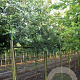 Quercus petraea 14-16 HO draadkluit