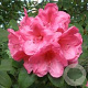 Rhododendron (AC) 'Anna' 30-40 cm 5,0L