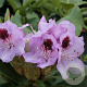 Rhododendron 'Blue Jay' 30-40 cm 5,0L