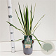 Yucca filamentosa 'Bright Edge' 40-50 cm 7,5L