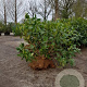 Rhododendron 'Cunningham's White' 80-100 cm met kluit boskwaliteit