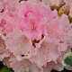 Rhododendron (Y) 'Doc' 30 cm 5,0L