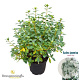 Rhododendron 'Windsor Lad' 25-30 cm 4,0L
