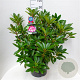 Rhododendron 'Hans Hachmann' 60-70 cm 20L