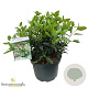 Viburnum tinus 40-50 cm 10L