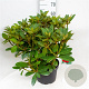 Rhododendron 'Red Jack' 50-60 cm 10L