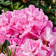 Rhododendron Walküre 30-40 cm 5,0L