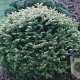 Abies lasiocarpa 'Green Globe' 30-40 cm 7,5L