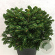 Abies nordmanniana 'Saerling' 30-40 cm 7,5L