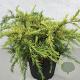 Cedrus deod. 'Golden Horizon' 40-50 cm 10L
