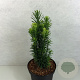 Cephalotaxus h. 'Fastigiata' 30-40 cm 3,0L