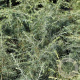 Cedrus l. 'Dino' 40-50 cm 10L