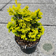 Chamaecyparis obtusa 'Gold Post' 30-40 cm 7,5L
