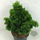 Chamaecyparis o. 'Nana Gracilis' 30-35 cm 7,5L
