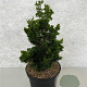 Chamaecyparis o. 'Vokel's Upright' 40-50 cm 7,5L