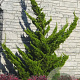 Chamaecyparis o. 'Vokel's Upright' 40-50 cm 7,5L