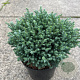 Chamaecyparis p. 'Blue Moon' 30-35 cm 7,5L