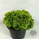 Chamaecyparis p. 'Nana Bergh's' 20-25 cm 3,0L