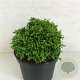 Chamaecyparis pis. 'Tsukumo' 20-25 cm 3,0L
