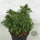 Cryptomeria j. 'Mushroom' 25-30 cm 3,0L