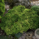 Cryptomeria j. 'Tenzan' 25-30 cm 7,5L