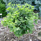 Ginkgo bil. 'Troll' 30-40 cm 10L