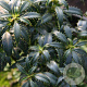 Ilex aq. Heckenzwerg 30-40 cm 7,5L
