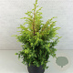 Juniperus comm. 'Gold Cone' 40-50 cm 7,5L