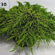 Juniperus communis 'Lemon Carpet' 30-40 cm 7,5L