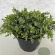 Juniperus communis 'Silver Carpet' 25-30 cm 3,0L