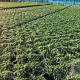 Juniperus procumbens 'Nana' 25-30 cm 3,0L