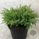 Microbiota decussata 'Drew Blue' 20-25 cm 3,0L