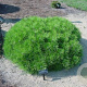 Pinus densiflora 'Low Glow' 60 cm stam 10L