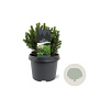 Picea gl. 'Alberta Globe' 20-25 cm 3,0L