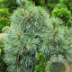 Pinus monticola 'Snow White' 30-40 cm 7,5L