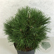 Pinus nigra 'Spielberg' 40-50 cm 10L