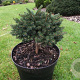 Picea orientalis 'Smee' 20-25 cm 5,0L