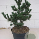 Pinus parviflora 'Floppy Joe' 30-35 cm 7,5L