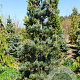 Pinus parv. 'Tempelhof' 70-80 cm 10L