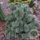 Pinus sylv. 'Chantry Blue' 60 cm stam 15L